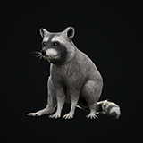 QZ - Raccoon Rat Skin