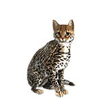 Cheetah Claw Cat