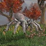 Spider Hairy Pet