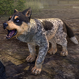 Blueblood Frog Hound Pup