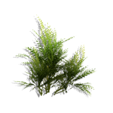 Sprig Bush